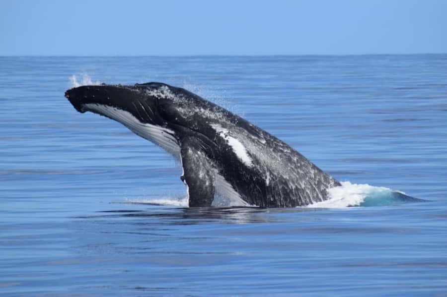 Whale Watching Cruise from Busselton, Augusta or Dunsborough - Key things I’d watch for on this whale cruise