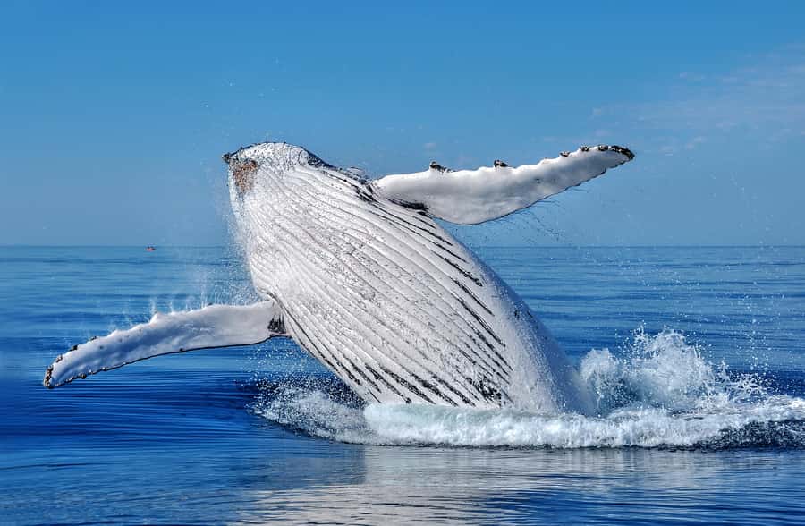 Whale Watching Cruise from Busselton, Augusta or Dunsborough - Who’s on board, and what you actually learn
