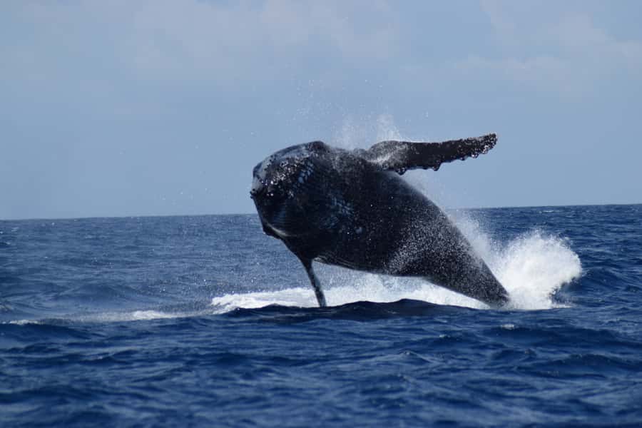 Whale Watching Cruise from Busselton, Augusta or Dunsborough - Price and value: the parts that justify the $67 ticket