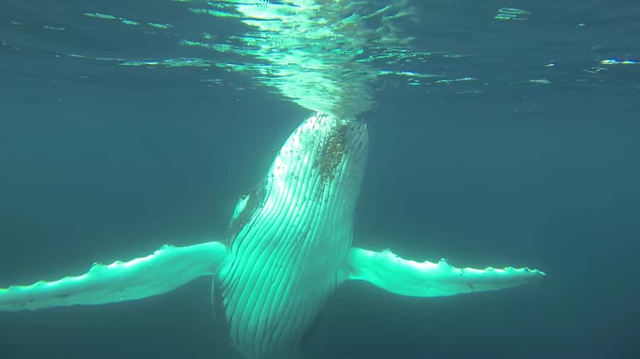 Whale Watching Cruise from Busselton, Augusta or Dunsborough - Family fit, and who this cruise is best for