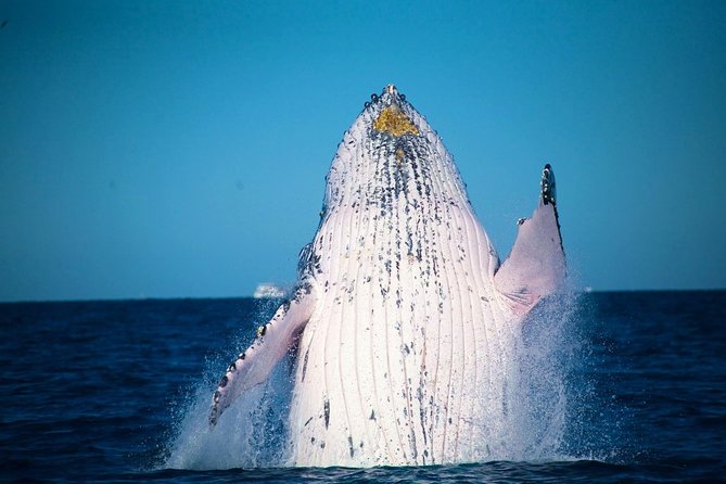 Whale Watching Cruise from Mooloolaba - Why the Crew Matters on the Water