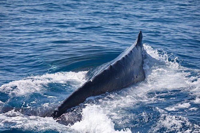 Whale Watching Cruise from Mooloolaba - Key Points You Will Care About