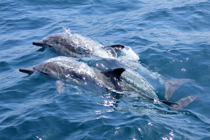 Whale Watching Cruise from Mooloolaba - Price and Value: Is About $71 Worth It?