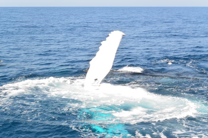 Whale Watching Cruise from Mooloolaba - The Boat: Refurbished, Stable, and Built for Watching
