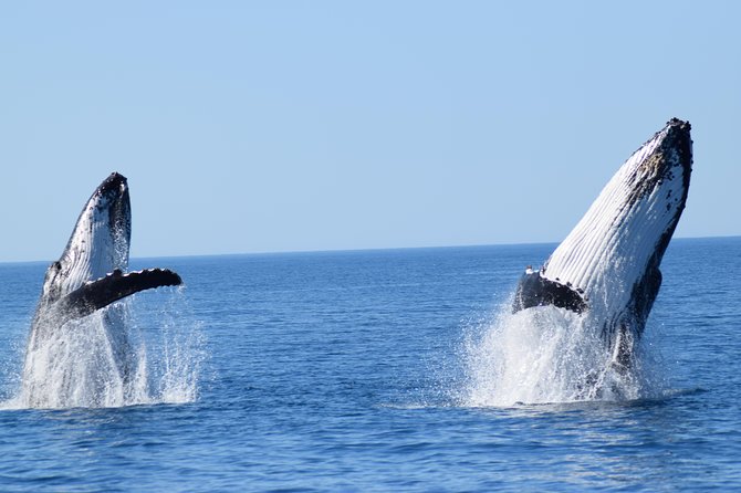 Whale Watching Dunsborough - Dunsborough Departure Times and the Real Schedule Behind the 2 Hours