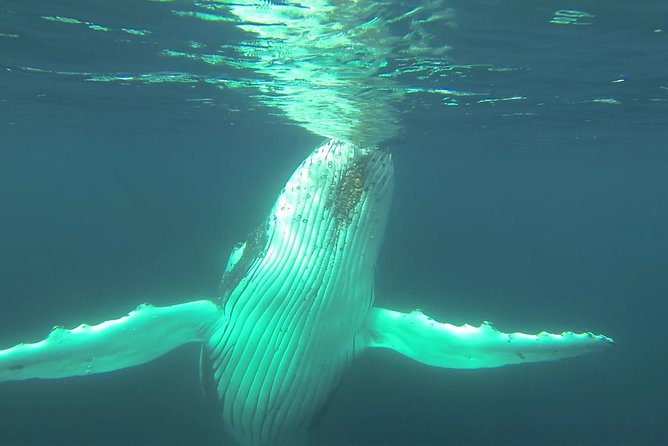 Whale Watching Dunsborough - What You Might See: Humpbacks, Blue Whales, Southern Right, and More