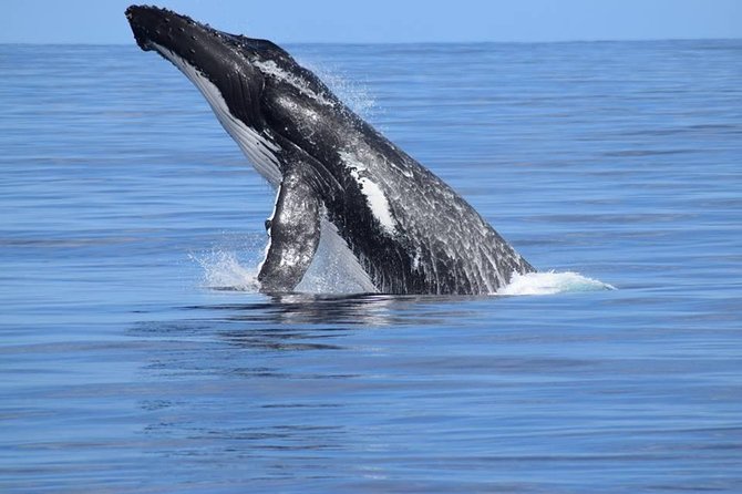 Whale Watching Dunsborough - Meeting Point Reality Check: Where to Go and How to Get There