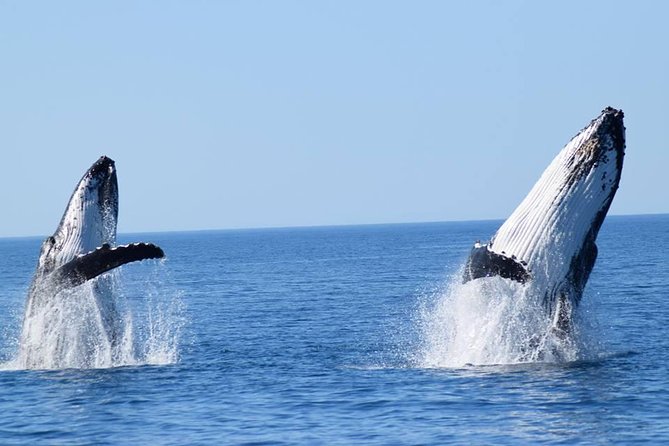 Whale Watching from Augusta in Western Australia - Quick hits before you go