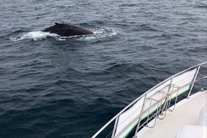 Whale Watching from Augusta in Western Australia - The Tradewind 3 setup, from flybridge views to calmer interior cabin time