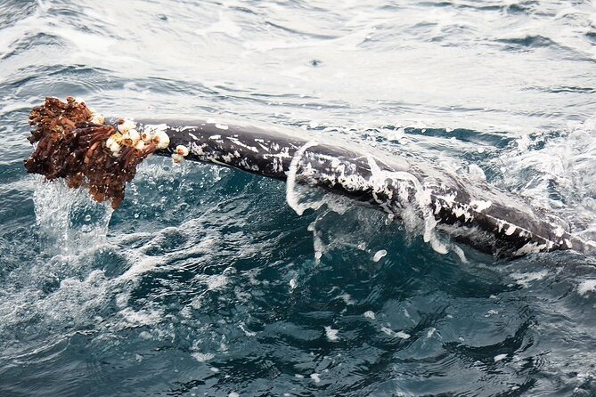 Whale Watching from Augusta in Western Australia - Should you book this Augusta whale watching cruise?