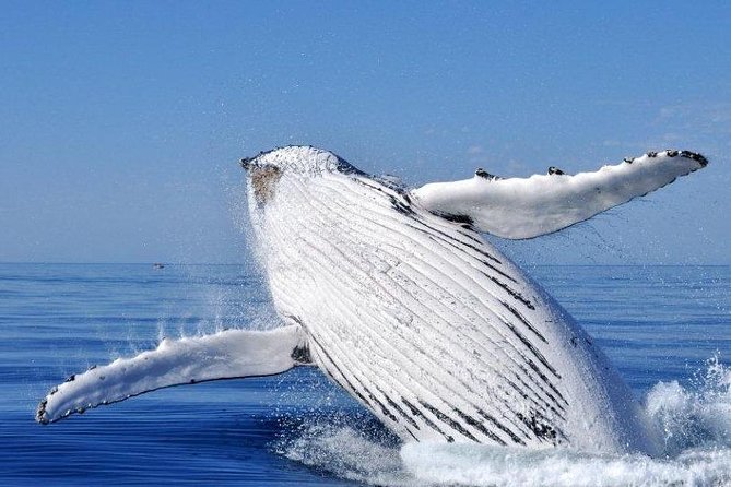 Whale Watching from Augusta in Western Australia - Your 2-hour cruise plan: what you do during the whale search