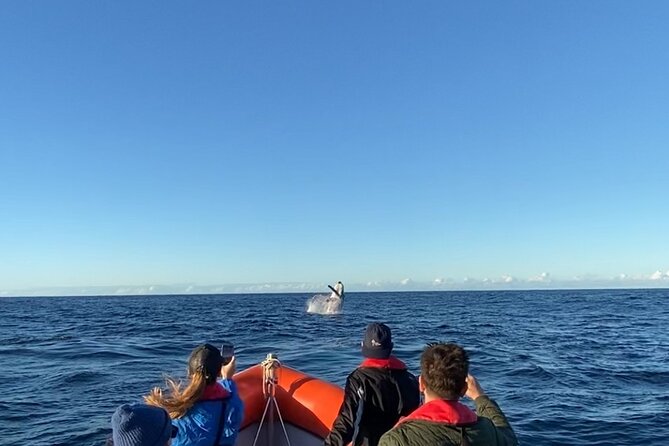 Whale Watching Gold Coast - Key things I’d plan around