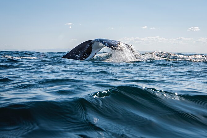 Whale Watching Gold Coast - Water-level whale watching on a small custom boat