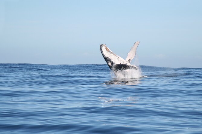 Whale Watching Gold Coast - Eye-level watching plus a naturalist who talks while you watch