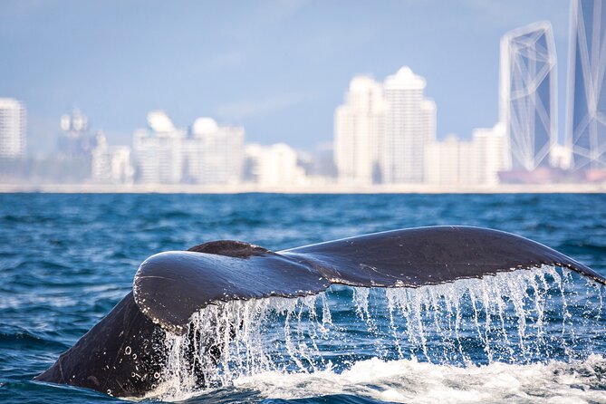 Whale Watching Gold Coast - Why the maximum 12 guests rule is a big deal