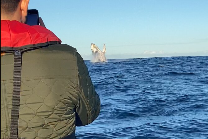 Whale Watching Gold Coast - Value check: $63 for a guided encounter from the water
