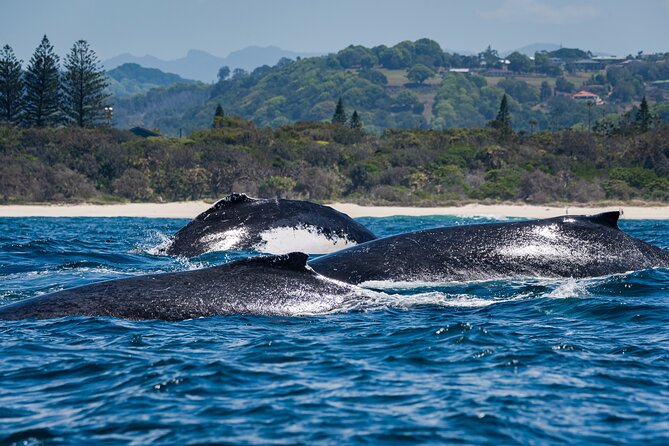 Whale Watching Gold Coast - Who should book this whale watching safari, and who might skip it