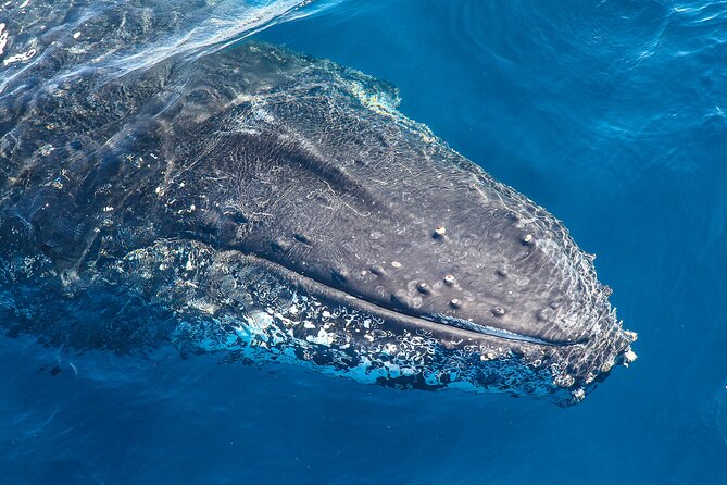Whale Watching Sydney 2-Hour Express Cruise - Key things to know before you go
