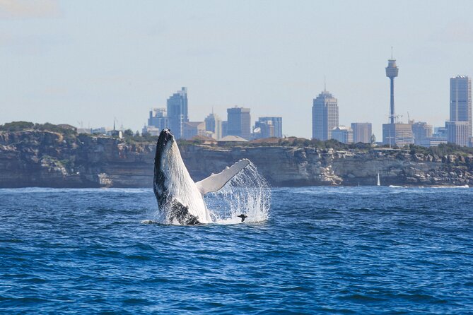 Whale Watching Sydney 2-Hour Express Cruise - Ocean Dreaming II: three decks and a high-speed search