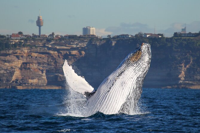Whale Watching Sydney 2-Hour Express Cruise - Weather, motion sickness, and your best viewing odds
