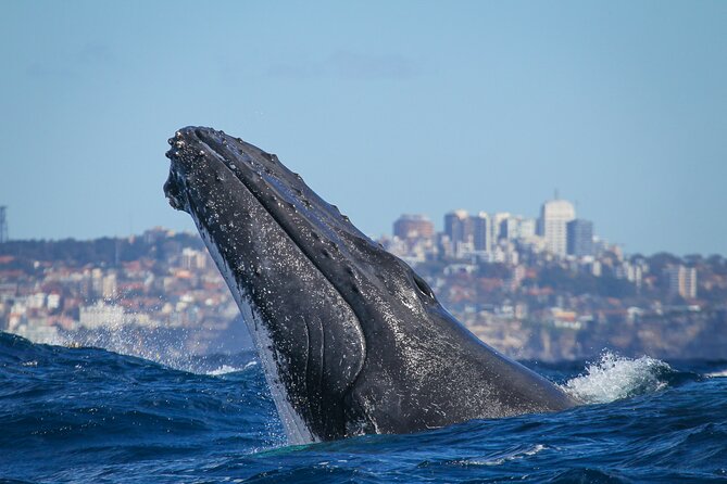 Whale Watching Sydney 2-Hour Express Cruise - Price and value: is $57.72 worth a 2-hour whale watch?