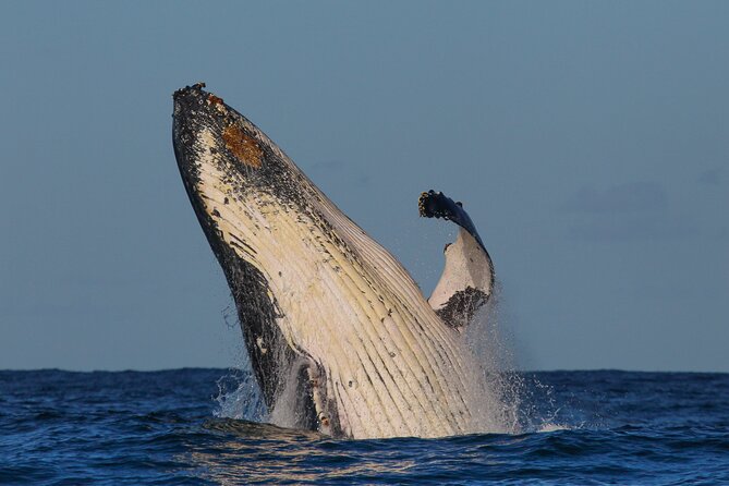 Whale Watching Sydney 2-Hour Express Cruise - Should you book this 2-hour whale watch from Circular Quay?