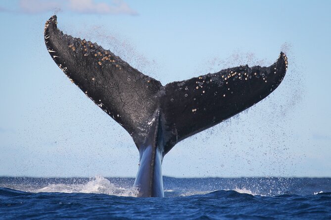 Whale Watching Sydney 2-Hour Express Cruise - Onboard commentary: harbour facts plus wildlife spotting