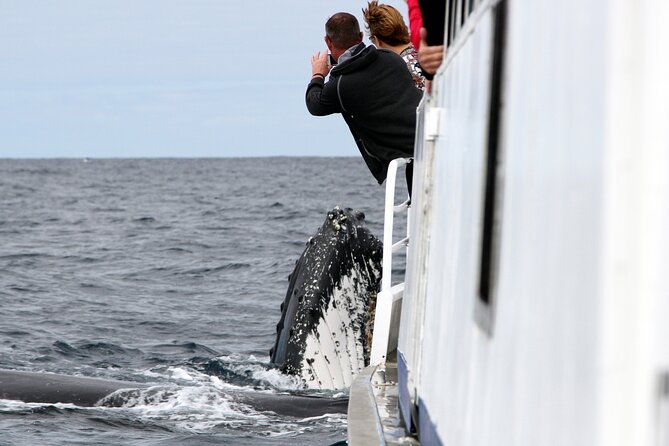 Whale Watching Tour with Spirit of Gold Coast - Key points to know before you book