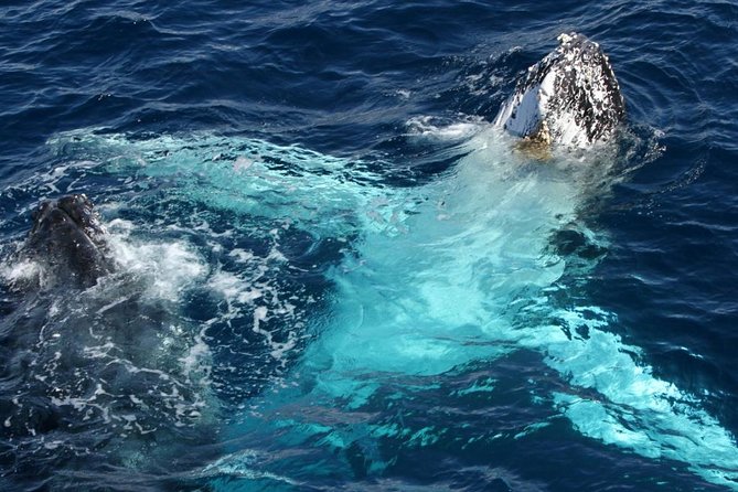 Whale Watching Tour with Spirit of Gold Coast - The whale guarantee and how it changes your risk