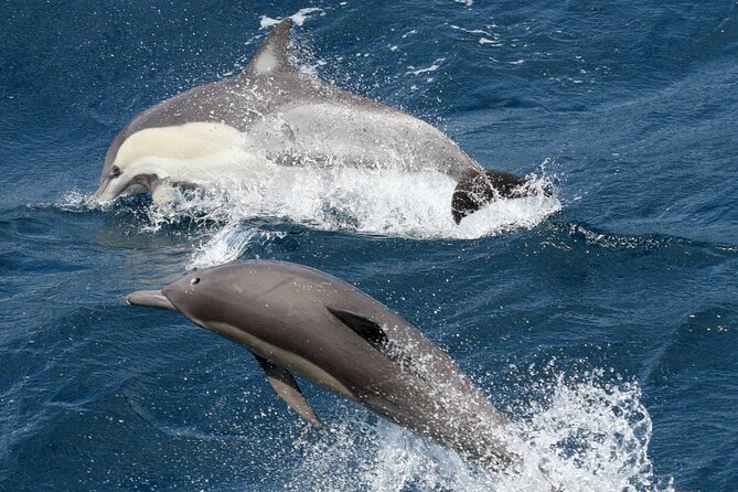 Whale Watching Tour with Spirit of Gold Coast - The pace of the 2 hours 50 minutes cruise