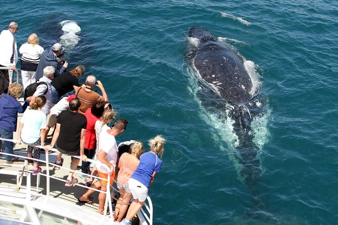 Whale Watching Tour with Spirit of Gold Coast - Meeting point at Aqua Adventures, Southport, and what to bring
