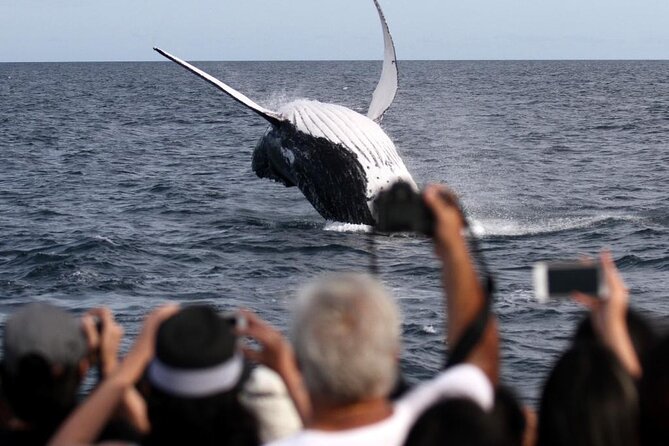 Whale Watching Tour with Spirit of Gold Coast - Weather, cancellations, and what to do with your schedule