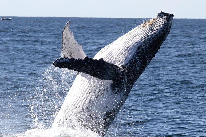 Whale Watching Tour with Spirit of Gold Coast - Marine biologist guide: what you learn while you wait for the spout