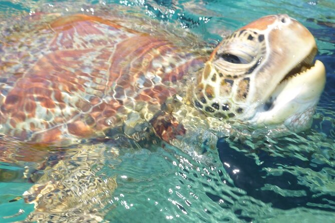 Whisper Cruises - One-Hour Turtle Spotting Bay Cruise - Why an Electric Turtle Cruise Feels Different From the Start