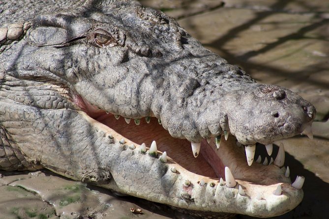 Whitsunday Crocodile Safari - Proserpine River cruise: calm water, close croc viewing, and good narration