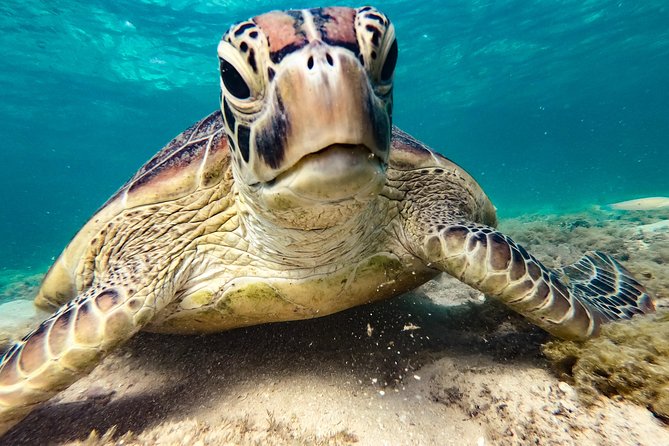 Whitsunday Islands Sail, SUP & Snorkel Tour- Small group - Who this small-group sail is best for in Airlie Beach