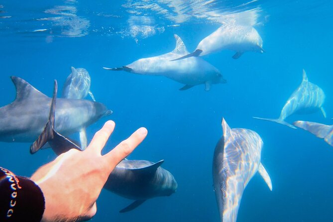 Wild Dolphin Swim Cruise - Key points before you go