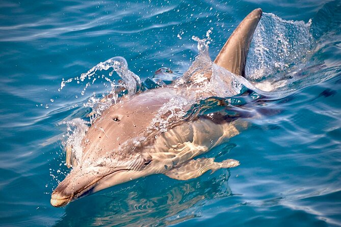 Wild Dolphin Swim Cruise - Front Swim net: Close encounters without chasing dolphins