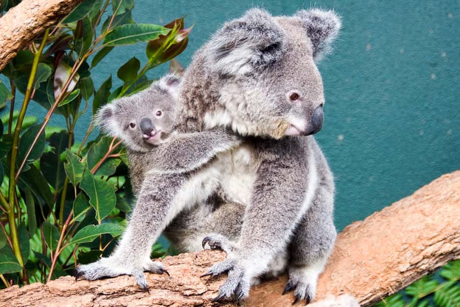 WILD LIFE Sydney Zoo - 4-6 key moments that make this zoo worth your time