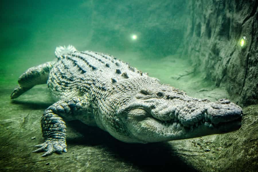WILD LIFE Sydney Zoo - Should you book WILD LIFE Sydney Zoo?