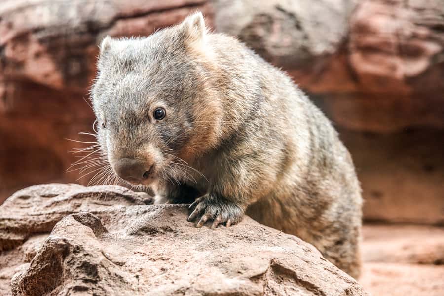 WILD LIFE Sydney Zoo - How the 9 Aussie habitat zones shape your route