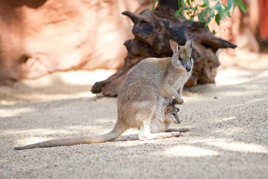 WILD LIFE Sydney Zoo - Northern Territory Top End themes: gorges, estuaries, and the surprises