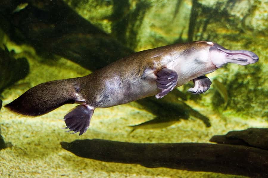 WILD LIFE Sydney Zoo - Keeper talks: why they improve the whole visit