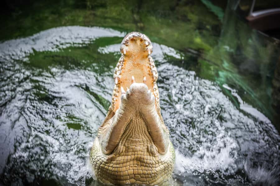 WILD LIFE Sydney Zoo - Timing in Sydney: how to avoid the rushed feeling