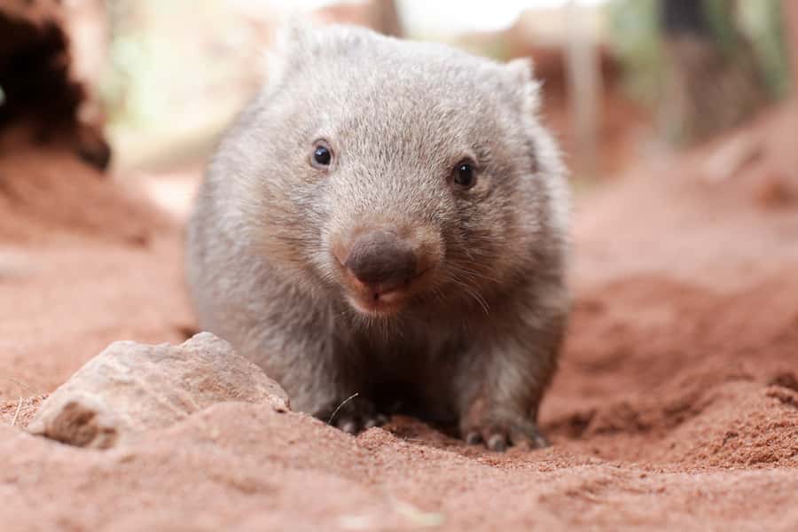 WILD LIFE Sydney Zoo - Food, downtime, and staying comfortable