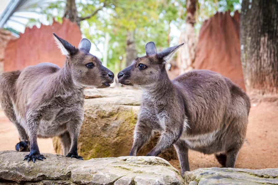 WILD LIFE Sydney Zoo - Who should book WILD LIFE Sydney Zoo?
