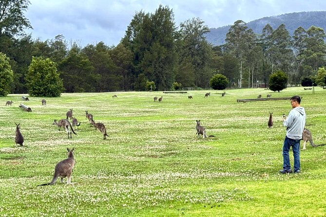 WILD Wombat and Kangaroo Day Tour, All Inclusive - Sublime Point Lookout: 20 Minutes of South Coast Perspective
