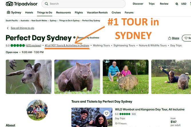 WILD Wombat and Kangaroo Day Tour, All Inclusive - Small Bus, Personal Attention, and Wildlife Timing That Actually Matters