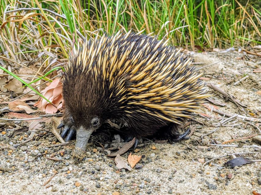 WILD Wombats and Kangaroo Experience, All Inclusive, Sydney - Sunset and Stargazing: Milky Way Time Without City Light Pollution