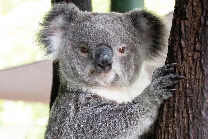 Wildlife Habitat Port Douglas - Nocturnal habitat: starry-sky critters and label-light reality